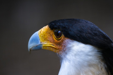 northern crested caracara - Caracara cheriway