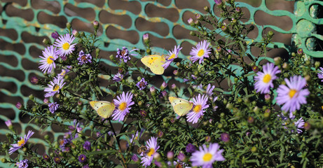 Insects that drink the nectar of purple asters © chermit