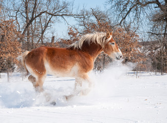 Magnificent Belgian Draft horse charging theough deep snow on a bright cold winter day