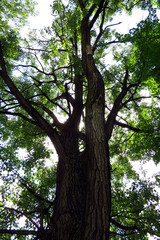 деревья-великаны