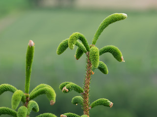 Close up of fir tree tip