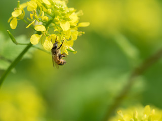 Honey bee on canola flower