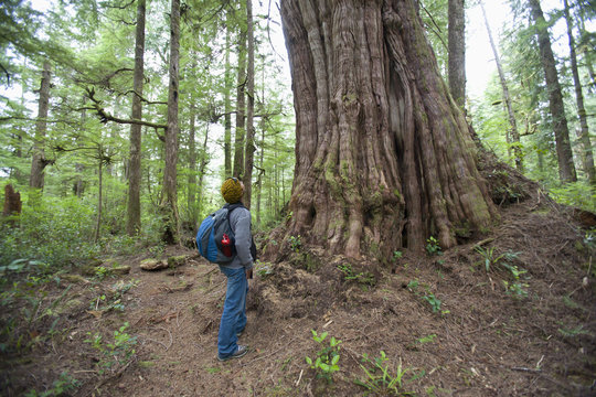 A Man Looks Up At Giant Redwood In Cougar Annie's Garden; Boat Basin, Vancouver Island, British Columbia, Canada