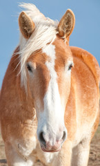 Fototapeta premium Face of a Belgian Draft horse against dark sky