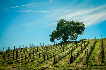 Obraz premium Wine Country