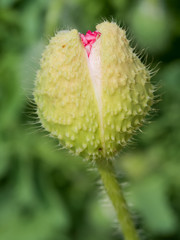 Red poppy bud close up