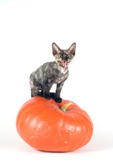 Devon rex purebrebred cat on white