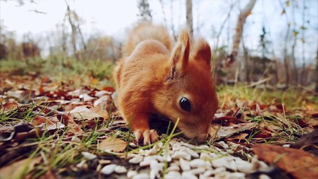 Squirrel red fur funny eating seeds autumn forest on background wild nature animal thematic (Sciurus vulgaris, rodent)
