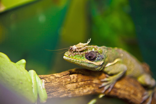 A Lizard On A Branch With A Grasshopper On It's Nose; Edmonton, Alberta, Canada
