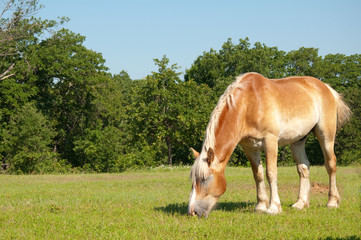 Naklejka na ściany i meble Belgian Draft Horse grazing on a green pasture