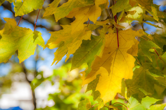 Яркие желтые листья висящие на дереве