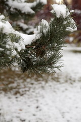 Pine branch with cones covered with snow