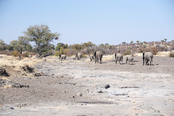 Fototapeta na wymiar African Elephant Herd Crosses a Dry River Bed