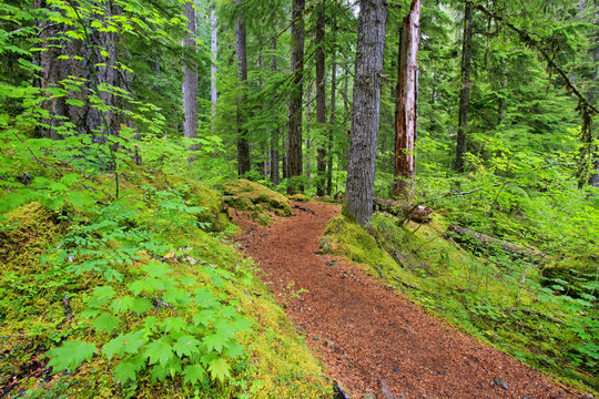 Trail To Proxy Falls In Willamette National Forest; Oregon, United States of America