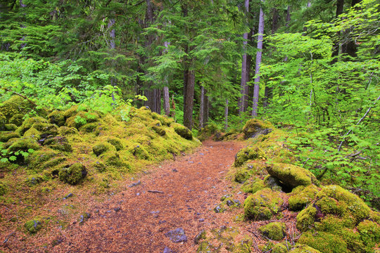 Trail To Proxy Falls In Willamette National Forest; Oregon, United States of America