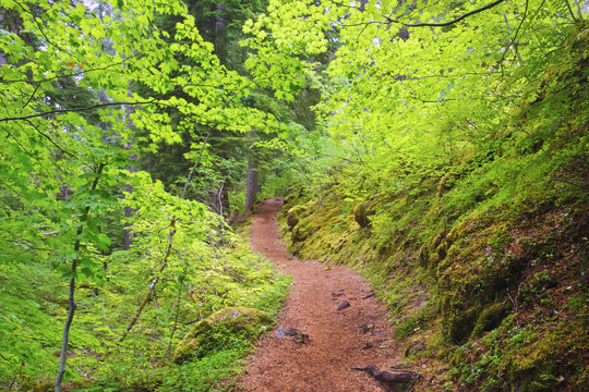 Trail To Proxy Falls In Willamette National Forest; Oregon, United States of America