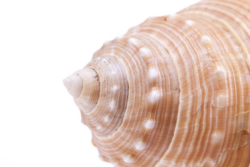 Details of sea shell of marine snail, close up