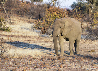 African Elephant in a Dry Dusty Landscape