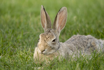 Rabbit Sitting On The Grass; South Dakota, United States of America