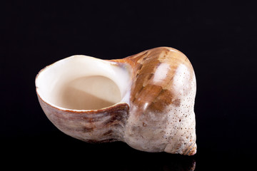 Single sea shell of marine snail isolated on black background