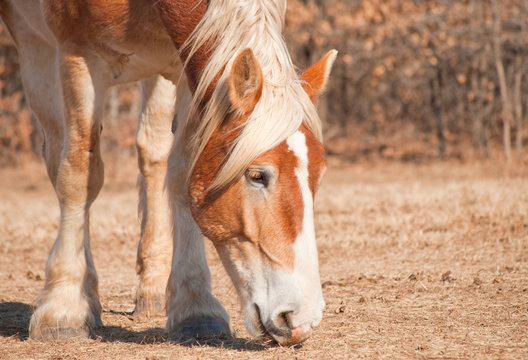 Close up image of a beautiful blond belgian Draft horse nibbling on grass in a dry winter pasture