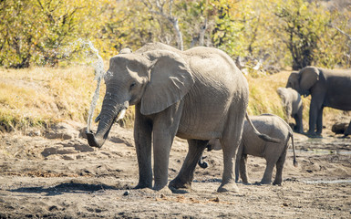 Fototapeta premium African Elephants on a Dry River Bed at a Water Hole in Africa