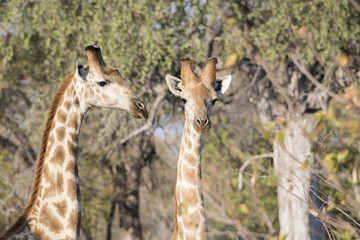 Wild Cape Giraffe (Giraffa giraffa giraffa) Standing in Brush in Africa