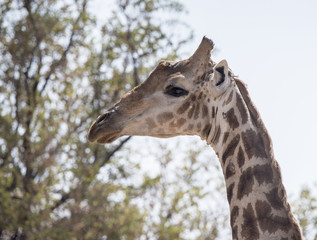 Naklejka na ściany i meble Wild Cape Giraffe (Giraffa giraffa giraffa) Standing in Brush in Africa. Closeup of Head.