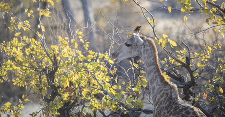 Wild Cape Giraffe (Giraffa giraffa giraffa) Standing in Brush in Africa