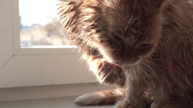 Wet Thick Red Cat Licking Its Paw at the Window