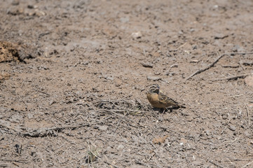 Cinnamon-breasted Bunting (Emberiza tahapisi) Standing on the Ground in Africa