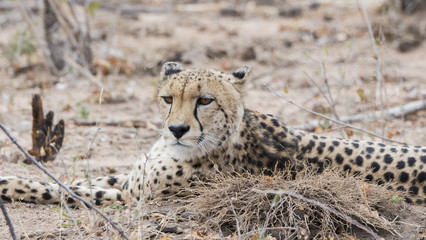 Closeup of a Wild Cheetah (Acinonyx jubatus) Lying on the Ground in Africa