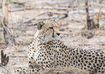 Closeup of a Wild Cheetah (Acinonyx jubatus) Lying on the Ground in Africa