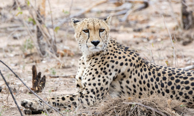 Closeup of a Wild Cheetah (Acinonyx jubatus) Lying on the Ground in Africa