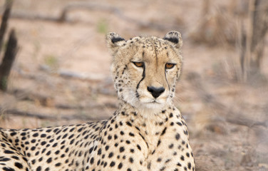Naklejka na ściany i meble Closeup of a Wild Cheetah (Acinonyx jubatus) Lying on the Ground in Africa