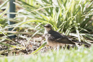 Cape Wagtail (Motacilla capensis) in South Africa