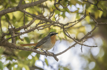 Cape Robin Chat (Cossypha caffra) in South Africa