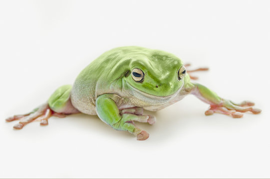 Fat Green Tree Frog; Edmonton, Alberta, Canada