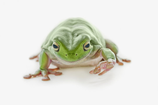 Fat Green Tree Frog; Edmonton, Alberta, Canada