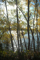 Obraz premium arbres au bord de l'eau en automne