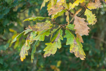 détail feuilles de chêne aux couleurs de l'automne en bordure de forêt