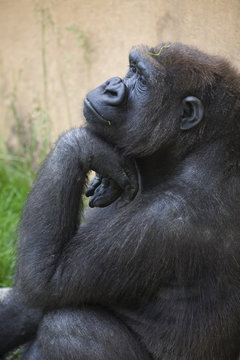 A Gorilla Sits In A Thinking Position With Chin Resting On The Top Of It's Hand; Calgary, Alberta, Canada