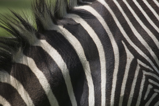 Close-up of zebra's stripes