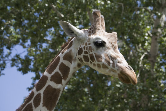 Close-Up Of A Profile Of A Giraffe's (Giraffa Camelopardalis) Head And Face; Calgary, Alberta, Canada
