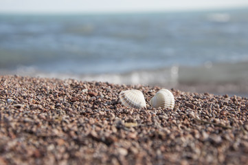 Shell on the beach