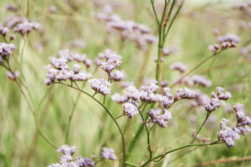 Fototapeta premium meadow flowers