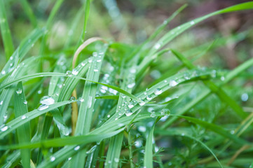 gouttes de plus sur de herbe