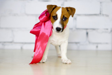 Cute poppy pink bow