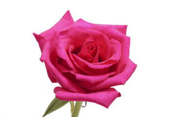 Flower pink rose close up.