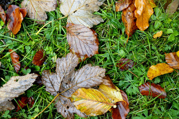 Dry leaf on green grass